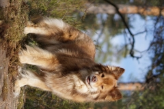 Finsk Lapphund Tara
