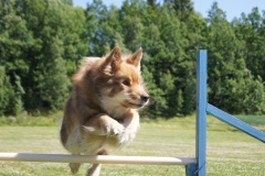 Finsk Lapphund agility