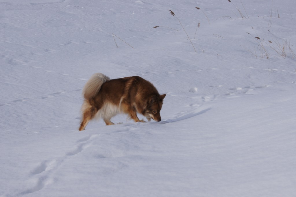 Kennel Incredible Journey