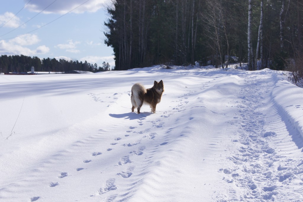 Kennel Incredible Journey