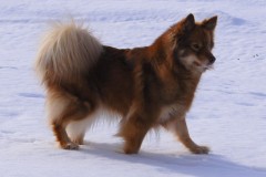 Finsk Lapphund Tara
