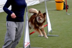 Finsk Lapphund agility