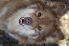 Finsk Lapphund Tara