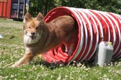 Finsk Lapphund agility