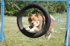 Finsk Lapphund agility