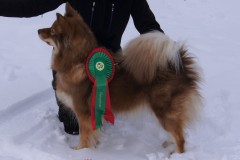 NUCH Tara Finsk Lapphund