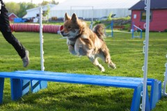 Finsk Lapphund agility